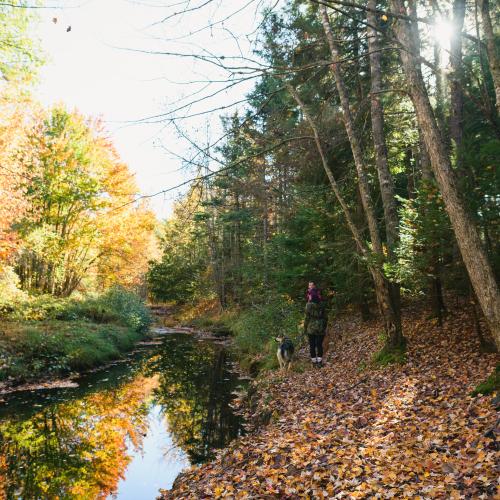 Creek running through a nature trail with fall foliage 