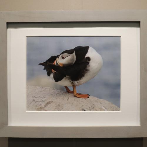 Photo of a puffin