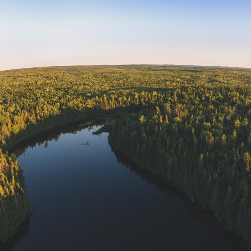 Aerial view of water and trees at sunset