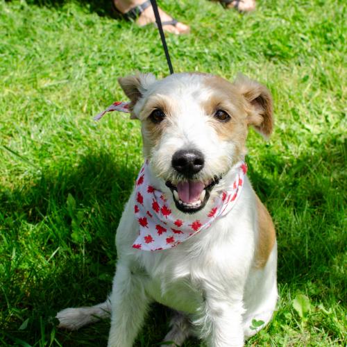 A dog with a Canadian flag bandana