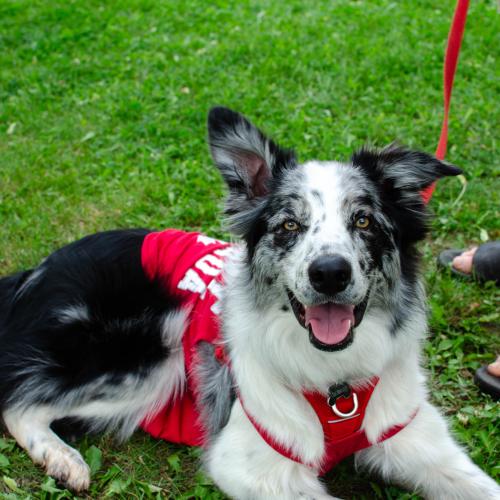 A dog wearing a Canada Day harness
