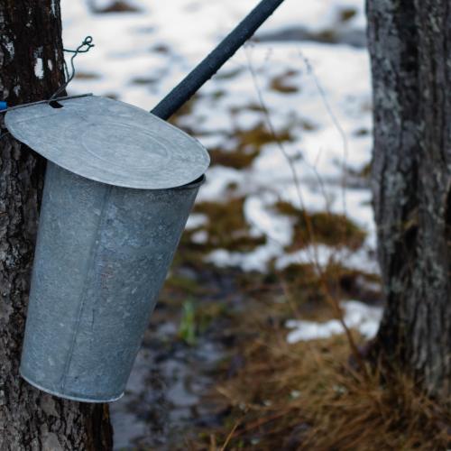 A tin maple syrup bucket tied to a tree