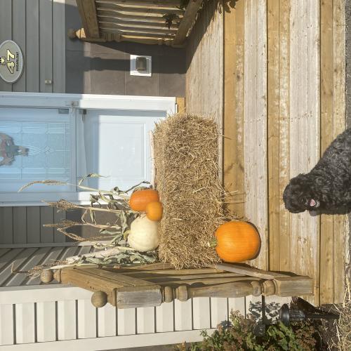 pumpkin display
