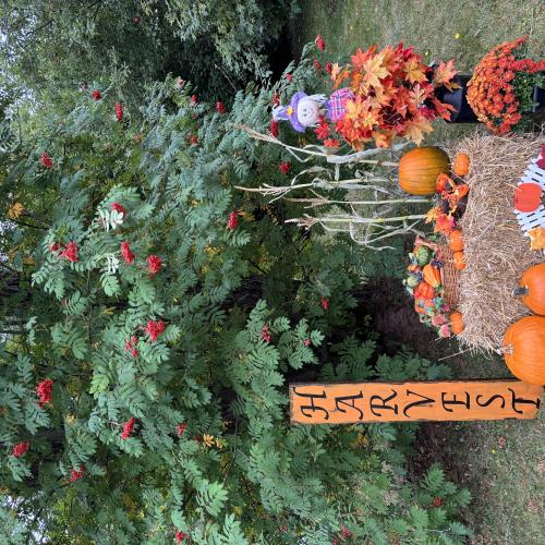 pumpkin display