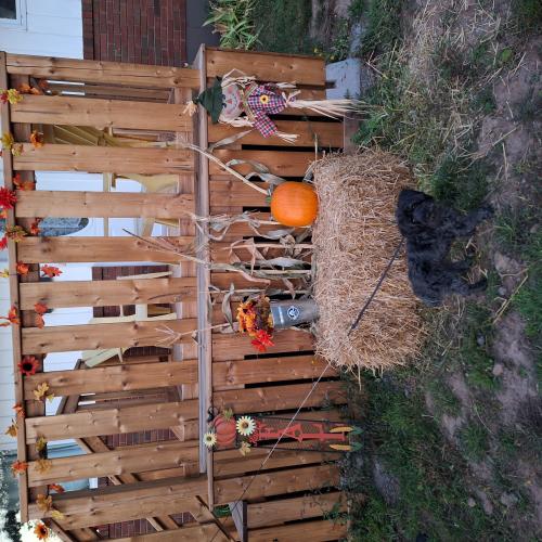 pumpkin display