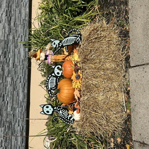 pumpkin display