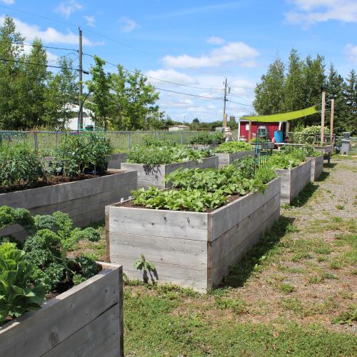 Raised garden boxes with blue sky overhead