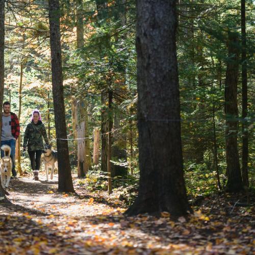 Two people walking their dogs on a woodsy trail in the fall 