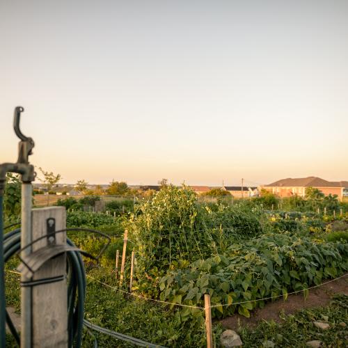 A lush garden at sunset