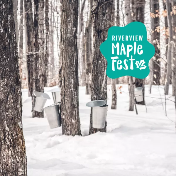 A snow-covered forest with tapped maple trees