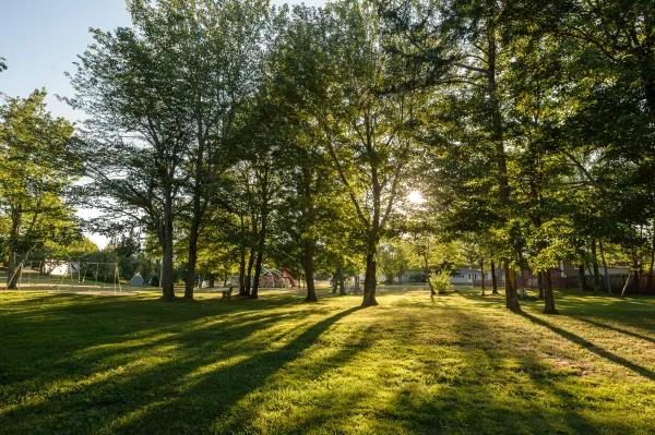 sun shining through trees at the park