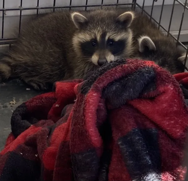 Raccoon with a red checkered blanket.