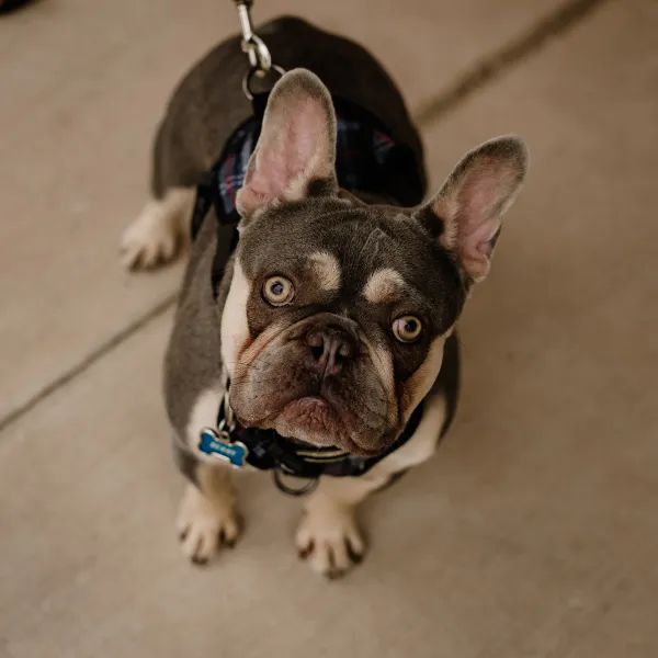 A brown and tan French Bulldog looking up at the camera 