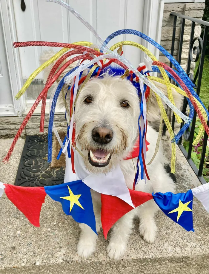 Dog celebrating Acadian Day with traditional colors and flags