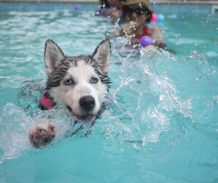 A husky swimming in an outdoor pool with people in the background