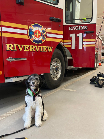 White and black labradoodle sits beside fire truck