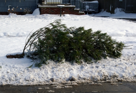 Christmas tree at the curbside