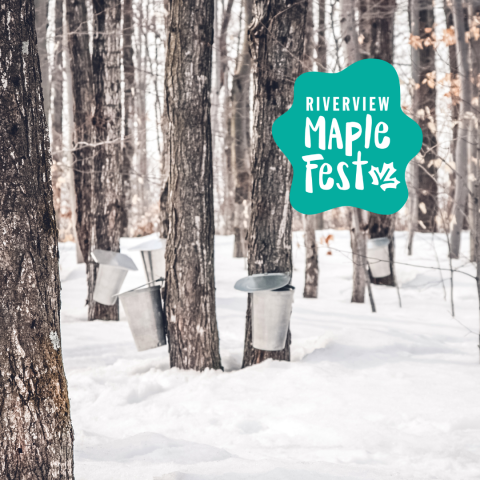 Maple trees tapped in the winter