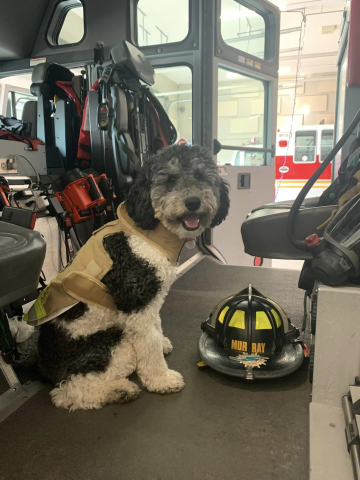 dog beside firefighter helmet