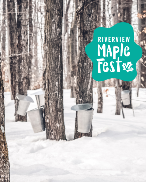 A snow-covered forest with tapped maple trees
