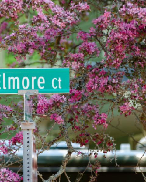 A street sign with pruple flowers around it