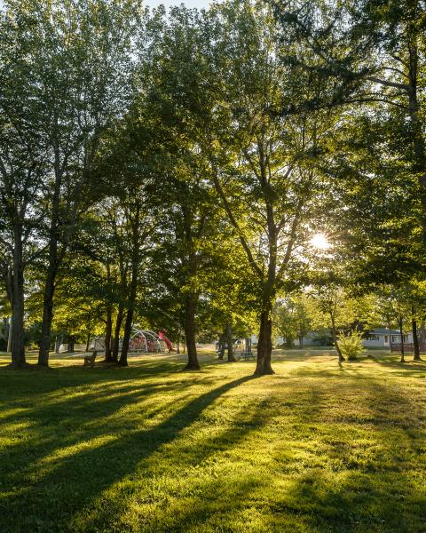 sun shining through trees at the park