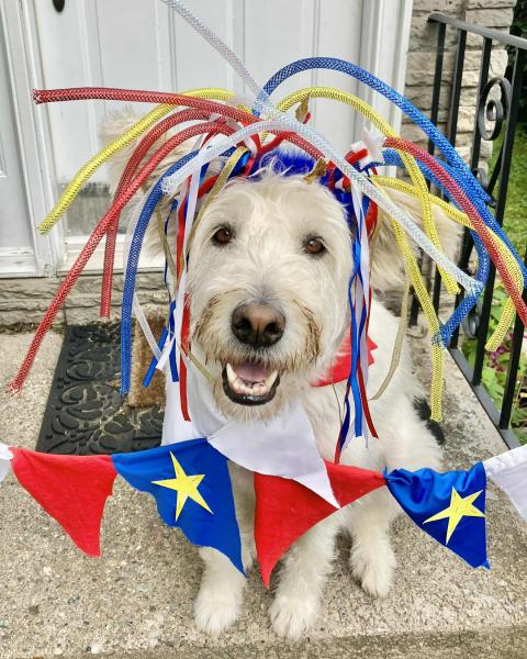 Dog celebrating Acadian Day with traditional colors and flags