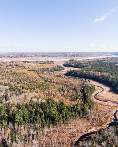 Undeveloped area aerial view