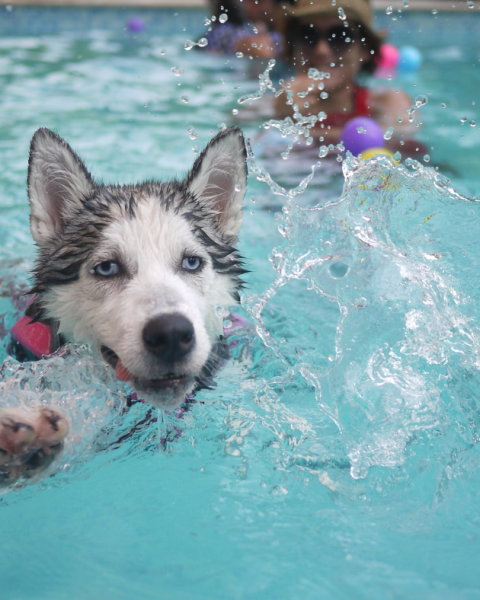 A husky swimming in an outdoor pool with people in the background
