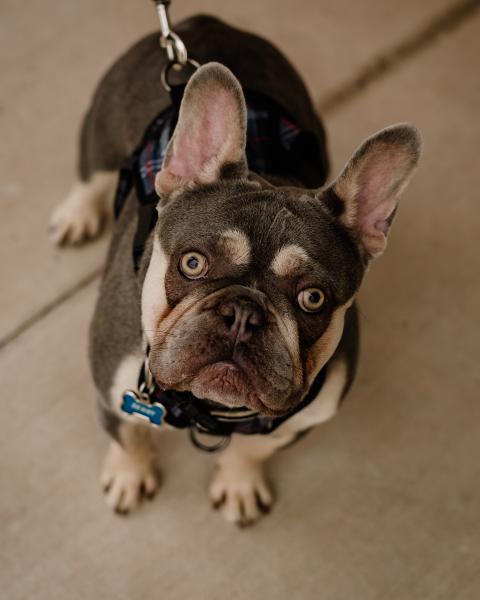 A brown and tan French Bulldog looking up at the camera 