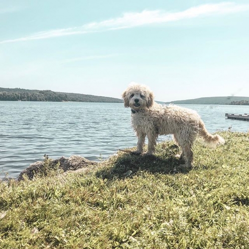 Wanna go on an adventure?  ...#cockerspaniel #poodle #puppylovers #cutepuppies #dogs_of_instagram #lovepuppies #doodletales #doodledoodledoooo#puppyoftheday #cockapoo #weeklyfluff #cockapoopuppy #cockapoolove #doodlife #dailybarker #adventure #dogsthathik