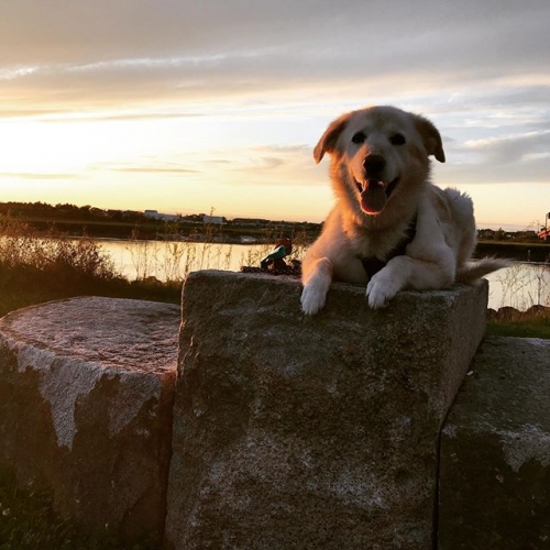 Took home gold in tonights walk #dog #dogsofinstagram #lab #happydog #riverfront #moncton #eveningwalk #sunset