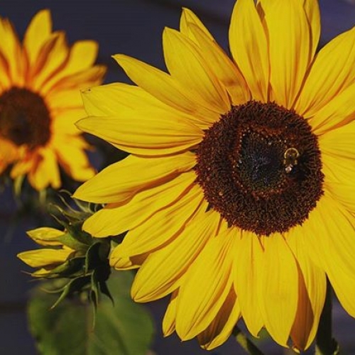 full bloom!
.
.
.
.
.
#sunflower #bee #flower #fall #mycbcnb #explorenb #canon #80d #canoncanada