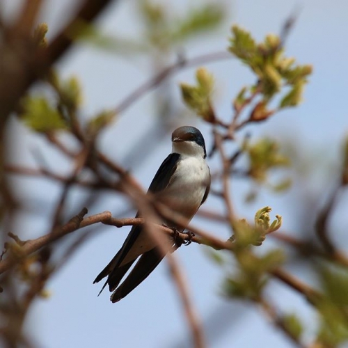 Through the branches  #wildlifephotography #birdphotos #swallows #canon #explorenb