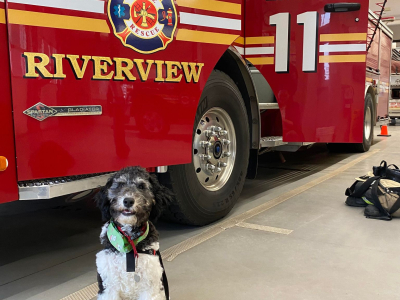 White and black labradoodle sits beside fire truck