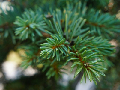 Close-up view of a bare, vibrant green Christmas tree branch