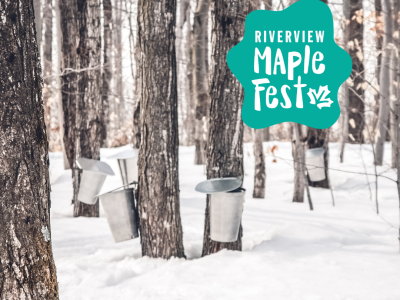 Maple trees tapped in the winter